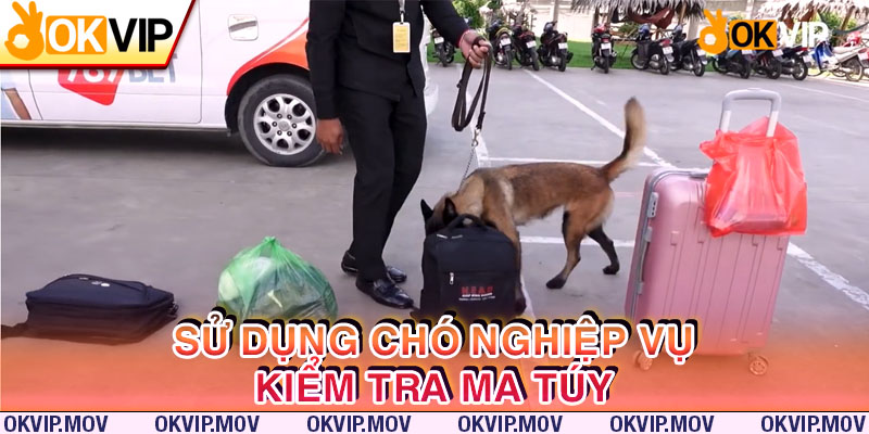 Công ty sử dụng chó nghiệp vụ để phát hiện ma túy